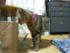 【コンパクトデジカメで猫動画】