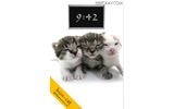bijin-catの画像