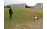 犬種はバセットハウンド。わふわふの画像