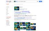 新しい画像検索。画像が「bird of paradise」(極楽鳥花)と認識されている。の画像