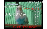 ニワンゴは15日、YouTubeやAmebaVisionに投稿された動画にコメントが付けられるサービス「ニコニコ動画(β)」を開始した。の画像