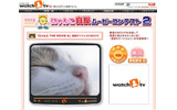 にゃんこ自慢ムービーコンテスト2の画像