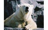 旭山動物園のすべての画像