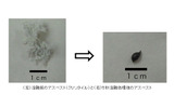 【左】溶融前のアスベスト(クリソタイル) 【右】溶融後のアスベスト(クリソタイル)の画像
