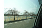 金沢城道中の桜の木の画像