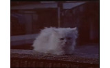 新しいCMシリーズは「白いねこ」たちが登場。FMCサービスを宣伝するの画像