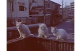 新しいCMシリーズは「白いねこ」たちが登場。FMCサービスを宣伝するの画像