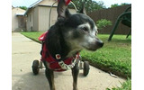 車椅子の犬「ウィリー」の画像