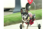 車椅子の犬「ウィリー」の画像