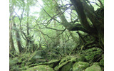 屋久島の画像