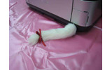 ネコのしっぽUSBメモリー（white）の画像