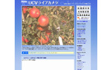 地域WiMAXを活用したライブカメラで、リンゴをPR(9月24日現在の映像)の画像