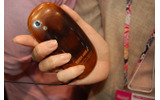 【CEATEC JAPAN 2009 Vol.4】手投げメールや眼操作イヤホンなど——NTTドコモが提示するケータイの未来の画像