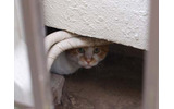 狭いところ好き フォトコンテストの画像