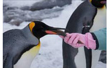 「旭川市×ソニービル ハイビジョン旭山動物園」の画像