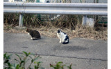 じつはねこがたくさんいる江の島の画像