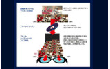 参考：パナソニックFULL HD 3D Special Siteで公開中のフレームシーケンシャル方式の仕組みの画像