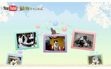 YouTube 動物チャンネルの画像