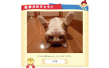 優勝した猫ちゃんの写真の画像