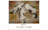 おなか丸だしコンテストの画像