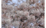 東京・国立市の桜(2009年)の画像