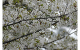 東京・国立市の桜(2009年)の画像