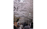 東京・国立市の桜(2009年)の画像