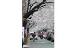 東京・国立市の桜(2009年)の画像