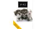 bijin-catの画像