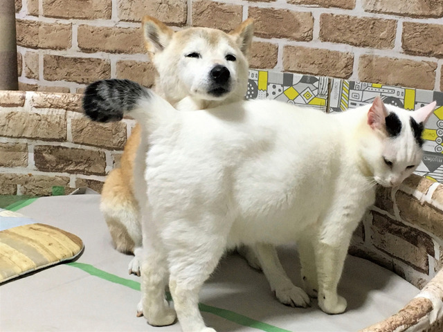 ニュース画像