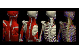 3Dモーションによる人体解剖サイト「TEAMLAB BODY」が無料公開