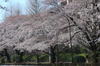 桜に一番自信を持ってる県は？