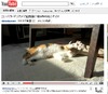 【コンパクトデジカメで猫動画 Vol.1】「EX-FH100」のHD（1280×720）をテスト