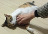 【コンパクトデジカメで猫動画 Vol.2】回転するネコ