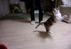 【コンパクトデジカメで猫動画 Vol.3】走る猫をハイスピードで撮影