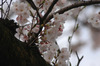 今年の桜開花は遅め！関東・近畿では3月下旬がピーク