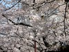 【桜レポート】吉祥寺や国立、市ヶ谷は9分咲き程