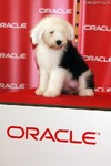 日本オラクルの“社員犬”「キャンディ」がFacebookを開設
