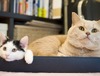 猫の写真を加工してハイスペックPCをもらう！ジグソーがプレミアムレビュー開催
