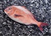 植松と日本IBM、Facebookページにて情報追跡できる養殖魚を販売
