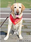 BSジャパン「新ペットの旅」で人気者の“旅犬”だいすけ君が急逝