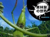 迫力の昆虫超接写…iPad用写真集「栗林慧の世界」が今なら半額