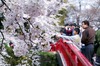 今年の花見、「仕事の付き合い」よりも「家族・友人」と楽しむ傾向強まる 