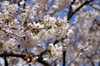桜の開花いよいよ本番！ 関東地方は今週末から見ごろに 