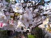 東京の桜、本日「満開」に……気象庁が発表、平年より3日遅れ