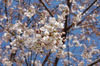 【桜レポート】上野公園、横浜元町公園など……各所で見ごろ迎える