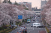 【桜レポート】国立市・隅田公園・国立劇場前など……引き続き花見日和、一部すでに葉桜も