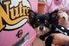 “小型犬専用”の自動販売機、ららぽーと豊洲に登場!……ワンちゃん達の反応は?