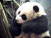 中国のパンダ保護研究センターから癒しの赤ちゃんパンダの映像を