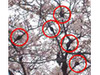 桜の木が危ない！　枯れる恐れもある原因不明の“こぶ病”を調査